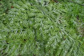 Image result for Asplenium gemmiferum