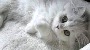 X science yakin kucing persia dan kucing anggora sudah tidak asing lagi bagi kalian pecinta kucing nih. Daftar Harga Kucing Anggora Semua Jenis Terbaru 2021