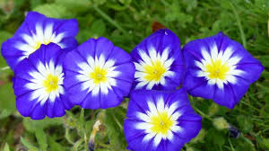 Year round blooming perennials produce year round flowers and beautify your garden. 13 Types Of Morning Glory 8 Is Beautiful