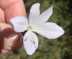 Image result for Barleria whytei