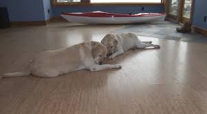 Check out our guide to learn more about the best flooring this buying guide will help you find the best flooring for animals and for your home while providing tips on how to prevent further damage to existing floors. Green Flooring Sustainable Flooring Eco Friendly Flooring