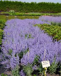 Image result for Perovskia atriplicifolia lacey blue lisslitt photo