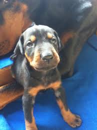 doberman puppy 3 weeks old looks iike my anke