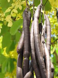 Image result for Cassia angolensis