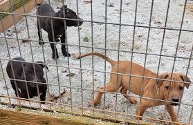 Assista à transmissão com imagem da jovem pan. Santos X Danica 12 18 Tom Garner Kennels