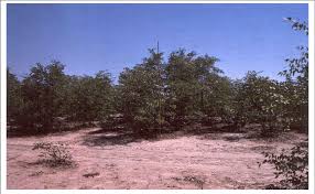 Image result for Colophospermum