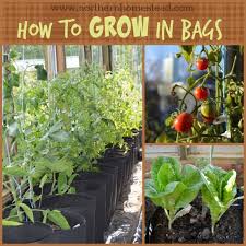 How To Grow In Grow Bags Northern Homestead Growing Tomatoes In Containers Organic Vegetable Garden Growing Vegetables