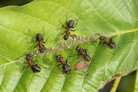 These are smaller than ants not sure what they are. Red Wood Ants In Switzerland Waldwissen Net