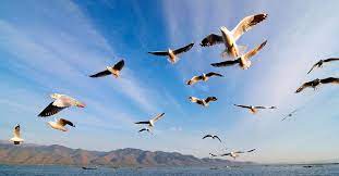 La migración de la morsa. Migracion Animal Historia De La Vida