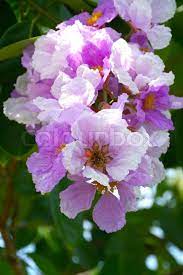 The flower clusters borne on the tips of branches come in different shades of pink and purple or in white. Pink And White Flowers On A Tree Stock Image Colourbox