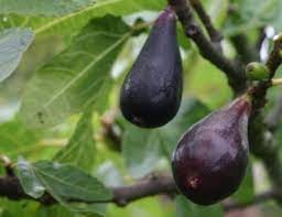 They can't handle frost and need constant watering, but can't handle standing water. Common Fruit Trees For The Coast Southern California