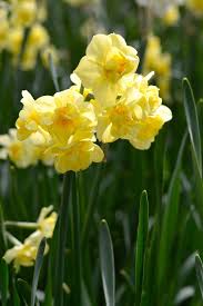 Pin On Daffodils By Dutchgrown Fall Planting For Spring Pleasure