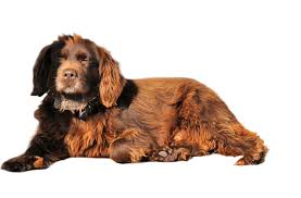 Whether you're looking for maltipoo puppies for sale in austin texas or somewhere else around the lone star state, you'll find our process to be super simple. Boykin Spaniel Puppies For Sale In Texas Adoptapet Com