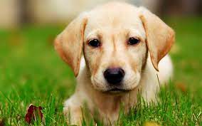download wallpapers labrador muzzle retriever puppy cute puppies pets labradors golden retriever besthqwallpapers com chiots mignons chiot retriever races de chiens