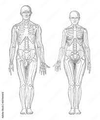 The brain is an important organ that controls thought, memory, emotion, touch, motor skills, vision, respiration, and every process that regulates your body. Human Anatomy Man Left And Woman Right Vintage Illustrations From Die Frau Als Hausarztin 1911 Stock Vector Adobe Stock