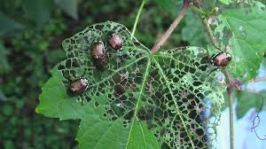 Japanese Beetles Fairway Green Inc