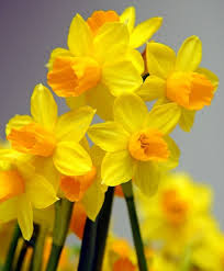 Narcissus Jetfire This Celebrated American Hybrid Has A Vivid Yellow Reflexed Perianth And A Strong Orange Trumpet It Bulb Flowers Narcissus Flower Narcissus