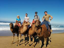An very good adventure in marrakech without going to the sahara. Camels In Morocco The Passport Pair