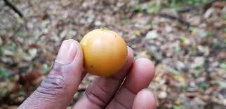 Image result for Garcinia huillensis