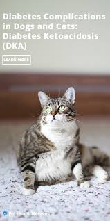 Once You Have A Basic Understanding Of Diabetes Mellitus Or If You Already Had One This Article Will Teach You About Life Diabetic Dog Diabetes Cat Dog Cat