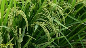 Image result for Oryza