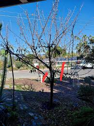 Image result for pruning plum trees