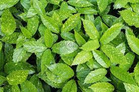 خلفية النبات الأخضر in 2021 plant background green plants plants