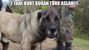 Kangal Kopekleri Hakkinda Ilginc Bilgiler Youtube