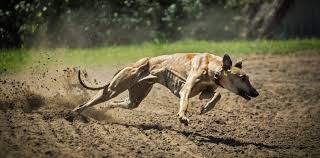 Sign up for free today! Greyhound Racing After The Ban In Nsw Could Ireland And The Uk Be Next Pete The Vet