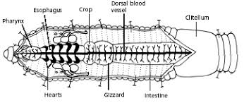 Earthworm Dissection Earthworms Dissection Vermiculture
