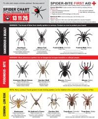 Spider Identification Chart Smash It Smash It Smash It