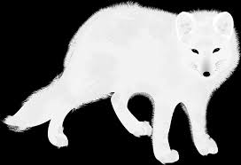 White fox, animal, biological, arctic fox png image and clipart for. Arctic Fox Clipart Free Download Transparent Png Creazilla