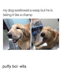 Can dogs get sick from swallowing a wasp? My Dog Swallowed A Wasp But He Is Taking It Like A Champ Puffy Boi Ella Relatable Meme On Me Me