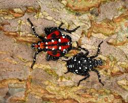 Image result for Scleria delicatula