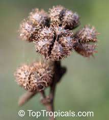 Image result for Urena lobata