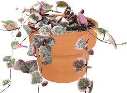 Image result for Ceropegia circinata