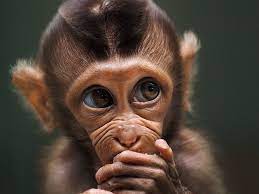 The Animal Kingdom Is Truly Beautiful 20 Photos In 2020 Animal Photo Animals Spotted Animals