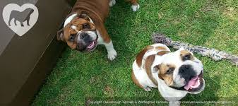 These dogs will not be adopted into breed restricted area. Bulldog Puppies In South Africa English Bulldog South Africa