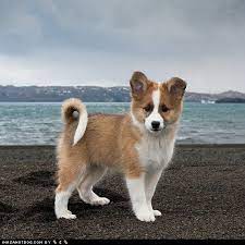 We have been fortunate to find forever families for our pups who understand this and who are willing to work with us towards these goals while they give these pups fabulous homes. Goggie Ob Teh Week Viking Puppy Sheep Dog Puppy Beautiful Dogs Puppies