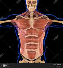 Includes obj and fbx for maximum compatibility. Torso Muscle Anatomy Image Photo Free Trial Bigstock