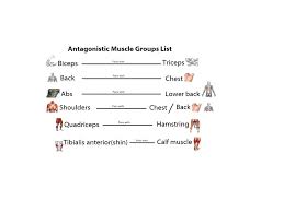 Learn some exercises to stretch all of the major muscles of your back in a quick and effective way. Skeletal Muscles And Antagonistic Pairs Skeletal Muscle Muscle Muscle Groups