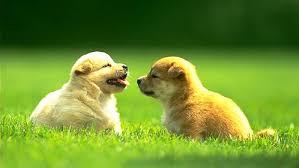 Puppy barking a young little puppy dog yipping and crying and barking. Puppy Sound Sound Effects Mp3 Free Download Pikbest