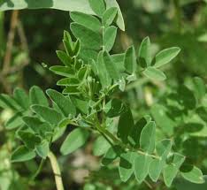 Image result for Astragalus