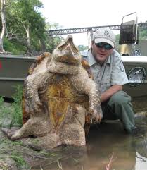 Maybe you would like to learn more about one of these? The Alligator Snapping Turtle Florida Rv Trade Associationflorida Rv Trade Association
