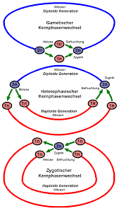 Wenn du noch schneller lernen willst, schau dir einfach dieses video dazu an! Kernphasenwechsel Wikipedia