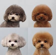 Poodles Smart Active And Proud 2020 Kopek Hayvanlar Pelus