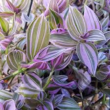 Flower color is mainly pink. 23 Colorful Houseplants To Warm Up Your Winter Gardener S Path