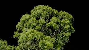 A quiet island, rich in serenity, mamutik is the smallest of all the malaysia islands in tunku abdul mount kinabalu has derived its name from the kadazan word, 'aki nabalu'. This Is The World S Tallest Tropical Tree Smart News Smithsonian Magazine