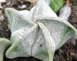 Image result for Cynanchum viminale