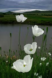 A Garden To Walk In And Immensity To Dream In Meaning Delightfully Manic Gelincik Guzel Cicekler Cicek